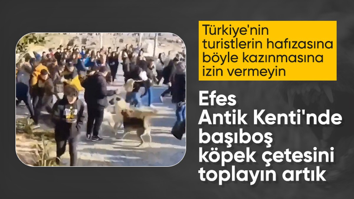Efes Antik Kenti’ndeki başıboş köpekler, ziyaretçilere zor anlar yaşattı
