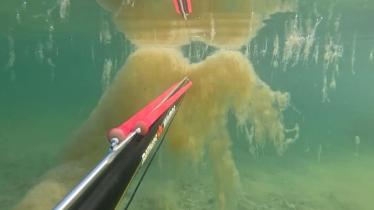 İstanbul’da denizin dibinde korkutan müsilaj manzarası