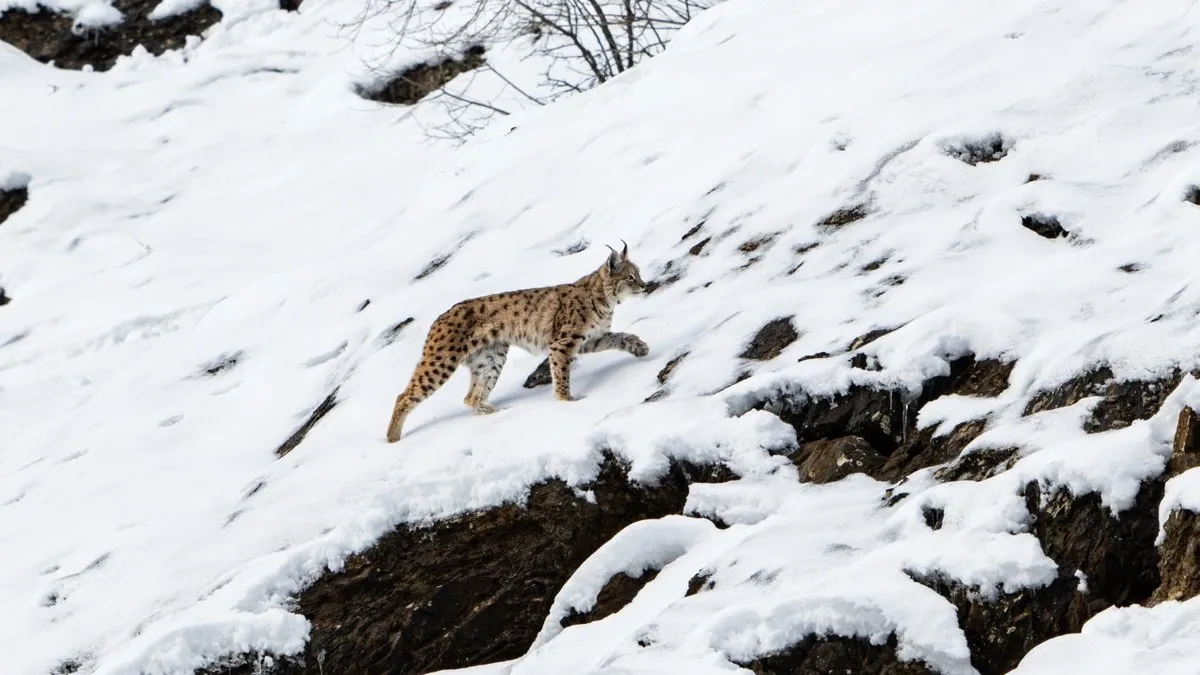 Dünyada koruma altındalar, 3’ü bir arada Tunceli’de görüntülendi